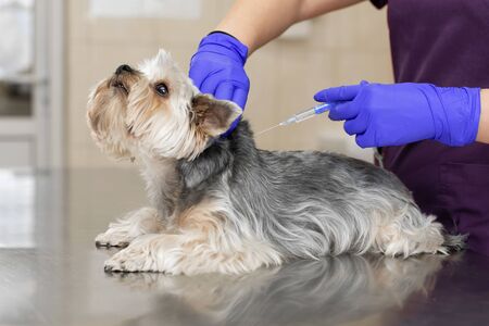 Professional veterinary doctor in blue rubber gloves do injection yorkshire terrier. Pet healthcare...
