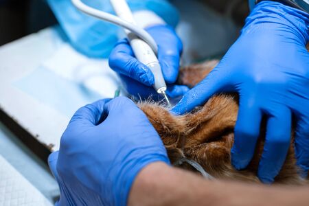 close-up procedure of professional teeth cleaning dog in a veterinary clinic. Anesthetized dog with...
