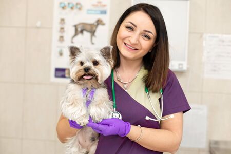 portrait female professional veterinarian with her patient dog breed yorkshire terrier in pet hospital.の写真素材