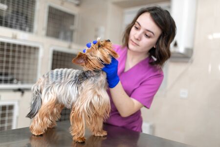 Professional veterinary doctor vaccinates a small dog breed Yorkshire Terrier. A young woman veterinarian Caucasian appearance works in a veterinary clinic. Dog on examination at the vet.の写真素材