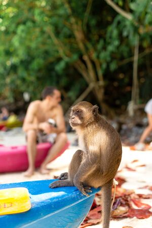 The monkey sits on the tip of the canoe waiting for food from tourists. Monkey Beach on Tropical Island.の写真素材
