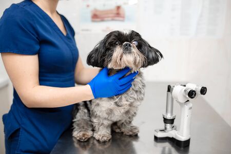 Veterinar, ophthalmologist examine the injured eye of a dog with a Veterinary, ophthalmologist prepare the a dog with injured eye to examine with a slit lamp in a veterinary clinic slit lamp in a veterinary clinicの写真素材