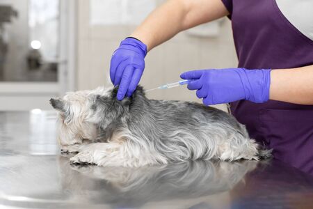 Professional veterinary doctor in blue rubber gloves do injection yorkshire terrier. Pet healthcare concept.の写真素材