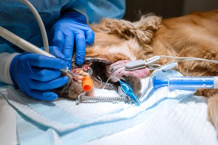 close-up procedure of professional teeth cleaning dog in a veterinary clinic. Anesthetized dog with sensor on tongue. Pet healthcare concept.の写真素材