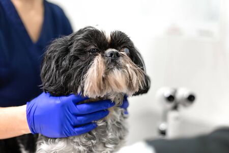 A veterinarian keeps a dog with an injured eye. Animal care concept.