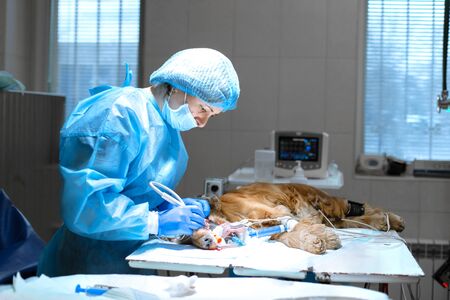 woman veterinarian dentist doing procedure of professional teeth cleaning dog in a veterinary clinic. Anesthetized dog with sensor on tongue. Pet healthcare concept.の写真素材