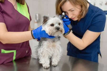 Young woman professional veterinarian and her assistant check a dog breed yorkshire terrier using otoscope in pet hospital.の写真素材