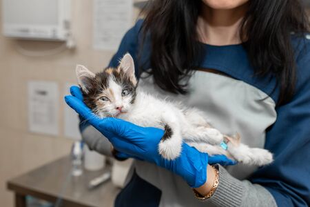 Female veterinarian hold in hand illness kitten.の写真素材