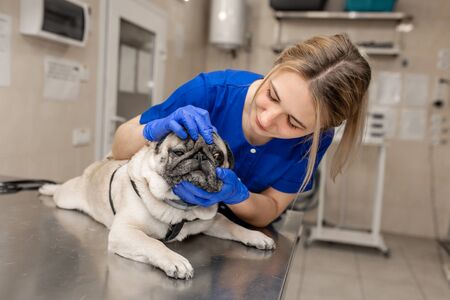 Young professional female veterinarian doctor check eyes of pug dog in veterinary clinic.