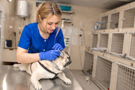 Young professional female veterinarian doctor clean ears of pug dog in veterinary clinic.の写真素材