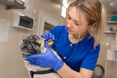 Young professional female veterinarian doctor try check teeth of pug dog in veterinary clinic, but dog don't like it.の写真素材