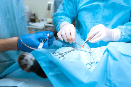 A surgeon veterinarian operates a dog in the operating room with an assistant.
The medical team performs the sterilization operation. Gloved hands hold surgical instrument close up. Tinted in blue.の写真素材