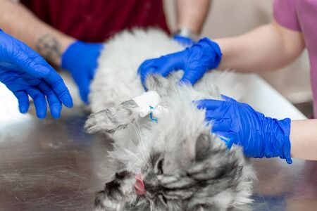 A young female anesthetist, a veterinarian, inserts a catheter into the cat and performs anesthesia...