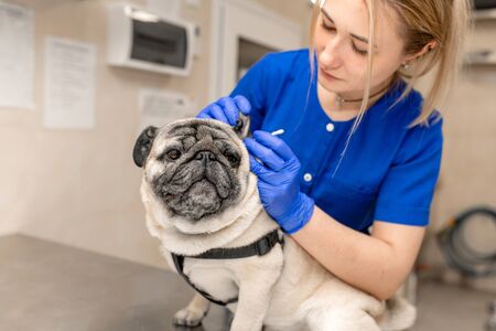 Young professional female veterinarian doctor clean ears of pug dog in veterinary clinic.の写真素材