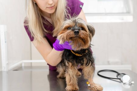 young girl vet in the clinic examines a dog breed Yorkshire terrier.の写真素材