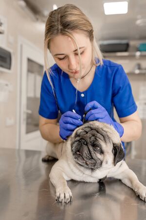 Young professional female veterinarian doctor clean ears of pug dog in veterinary clinic.の写真素材