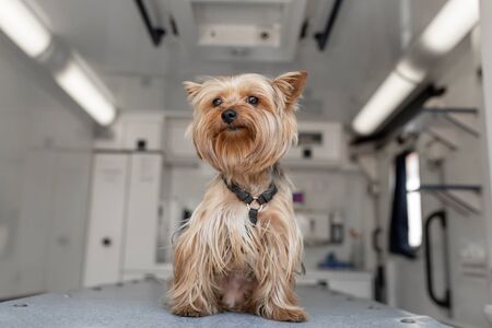 Little fun doggy yorkshire terrier posing on manipulation table inside pet ambulance car. Veterinary clinic promotionの写真素材
