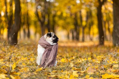 Dog of a pug breed wrapped in a scarf sits in an autumn park on yellow leaves against a background of trees and autumn forest.の写真素材