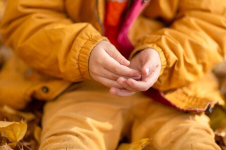 A little boy in an autumn park sits on yellow leaves in a yellow jacket and holds a ladybug in children's hands. A red beetle crawls on the fingers of a childの写真素材