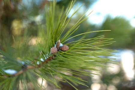 Close-up of a Christmas tree branch. green needles and little bumps and some snow.
