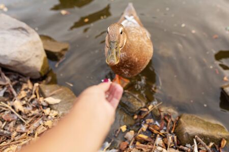 Duck eating bread with hands on the lake in a city park.の写真素材