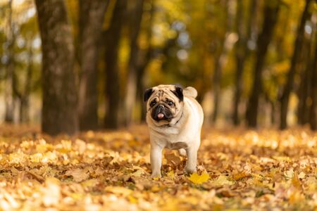 A dog of the pug breed walks in the autumn park along the yellow leaves against the background of trees and autumn forestの写真素材