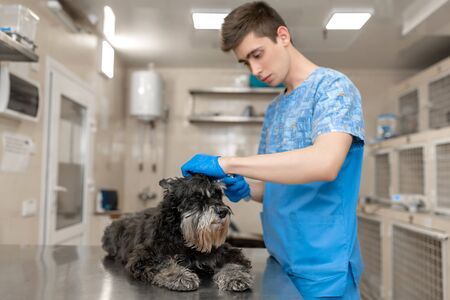 Young veterinarian technician check his patient ears. Dog ear check in vet clinicの写真素材