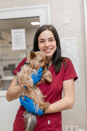 Portrait of young caucasian woman veterinary doctor hold yorkshire terrierのeditorial素材