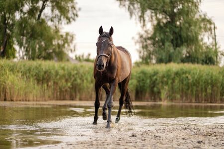 Beautiful well-groomed dark horse for a walk by the lake. A horse runs on water. Strength and...