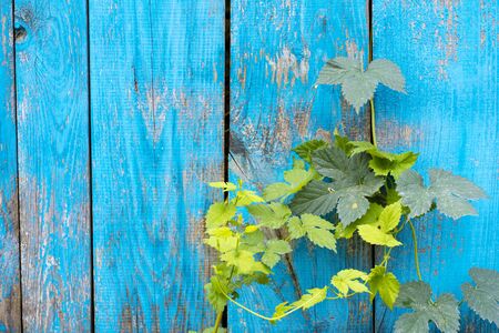 old wooden fence blue paint peeling board texture. Background.