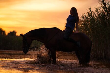A slender girl on a horse is at sunset. A horse is standing in a lake. Care and walk with the horse. Strength and Beauty.の写真素材