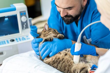 Veterinarians carry through an ultrasound examination of a domestic cat.の写真素材