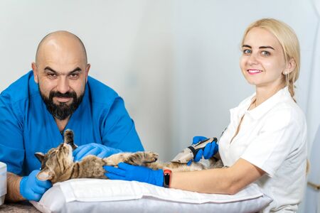 Professional doctors veterinarians perform ultrasound examination of the internal organs of a cat in a veterinary clinic.の写真素材