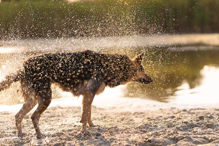 Dog shakes off water after swimming in the lake. Dog fun.の写真素材
