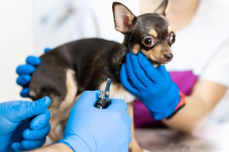 A professional veterinarian cuts the claws of a small dog of the Chihuahua breed on a manipulation table in a medical clinic. Pet care concept.の写真素材