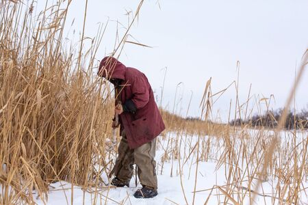 Winter. A man mows and collects dry reeds on an icy lake