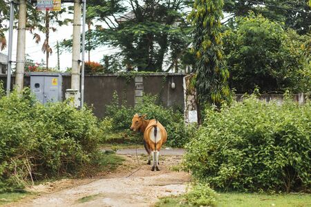 Portrait of a tropical light Asian cow grazes on green grassの写真素材