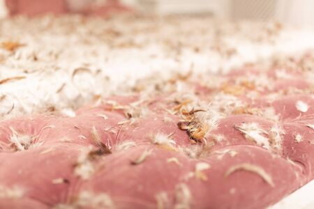 Chic retro king size bed strewn with feathers from the pillow. Pillow fight in the room.の写真素材