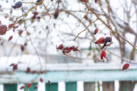 Winter, rosehip bush in the snow.の写真素材
