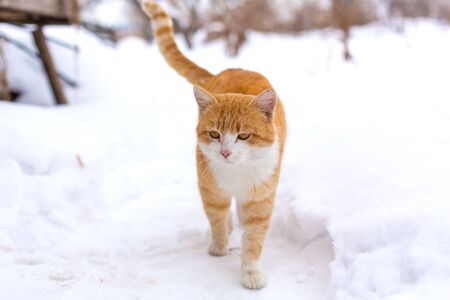 Important red cat walks in the snow.の写真素材
