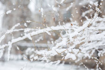 Dry branches of bushes are covered with snow after a snowfall. Winter in the forest.の写真素材