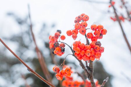Winter branch with red rowan berries.の写真素材