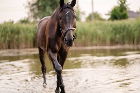 Beautiful well-groomed dark horse for a walk by the lake. A horse runs on water. Strength and Beauty.の写真素材