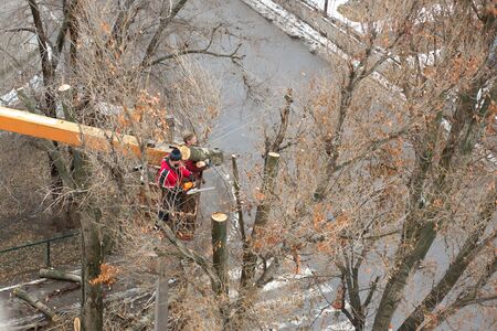 Workers in the municipal utilities cut tree branches. Trimming tree branches interfering with power wires.の写真素材