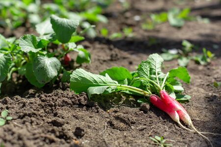 dug fresh young radish lies on the ground in a vegetable garden.の写真素材