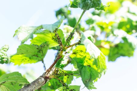 Aphid eats leaves of a tree. Tree disease.