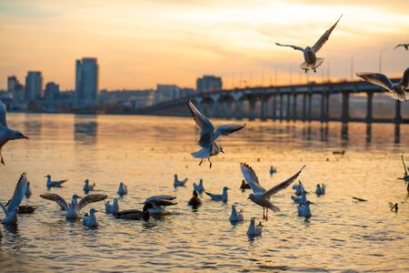 A flock of seagulls on the banks of the city riverの写真素材