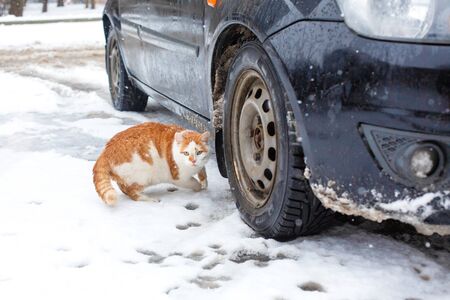 White-red fat cat walks in the snow in the yard near the car.の写真素材