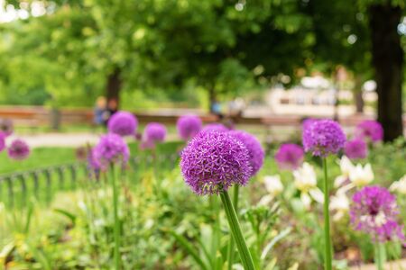 Onion blossoms, purple flowers in the flowerbed.の写真素材