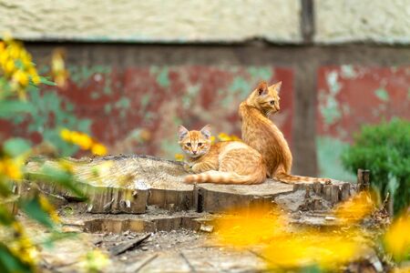 Wild ginger kittens are resting in a tree garden.の写真素材